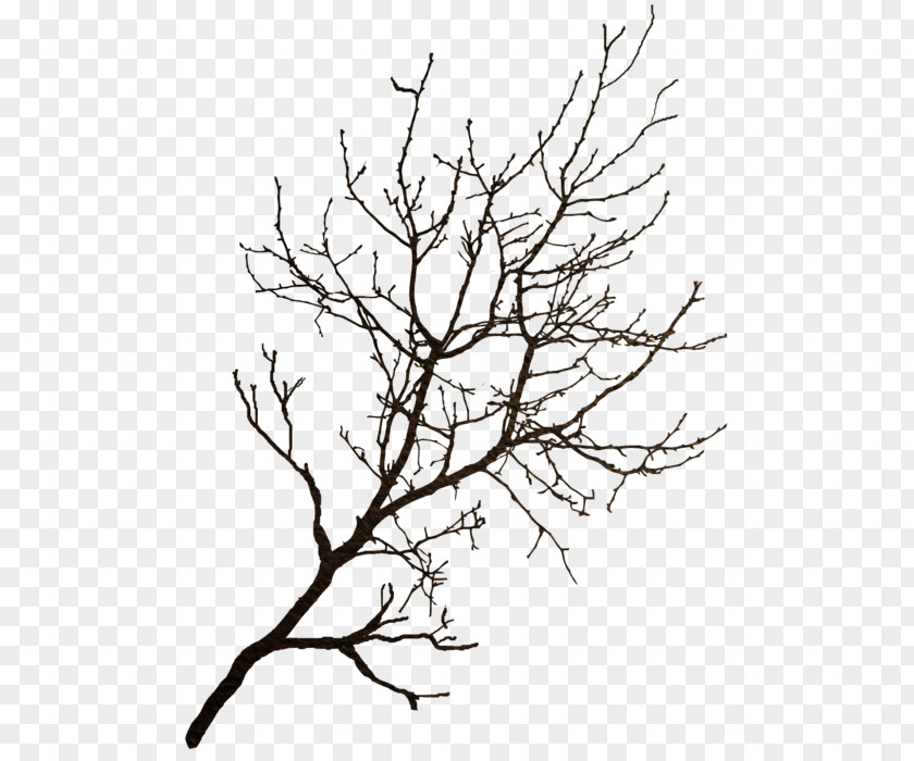 Tree Branch Winter Clip Art PNG