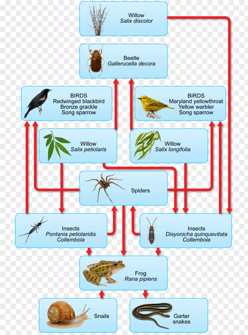Biology Teacher A Food Chain Ecosystem Energy Flow Web PNG
