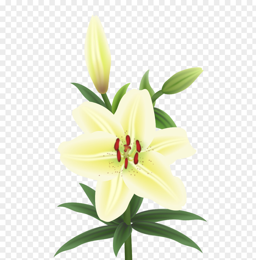 Cut Flowers Plant Stem Petal Lily M PNG