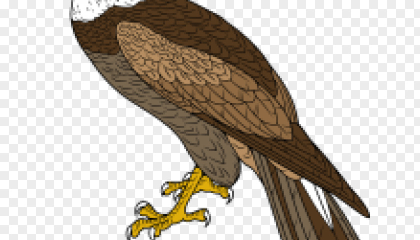 Eagle Hawk Owl Buzzard Illustration PNG