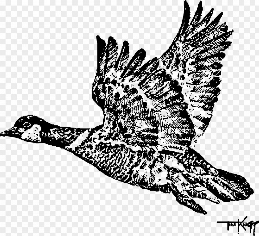 Goose Swan Bird Canada Duck PNG