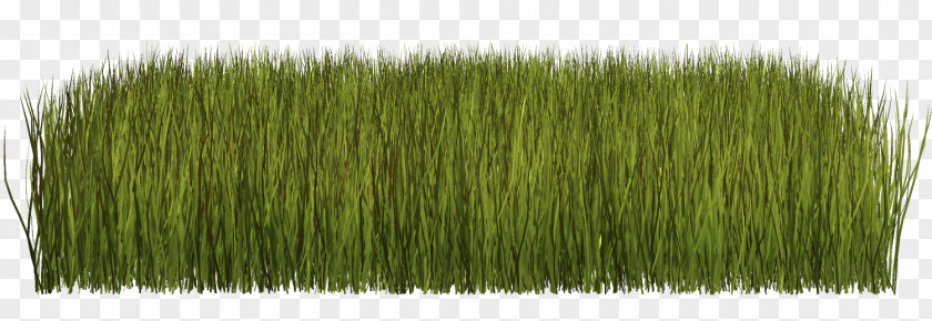 Grass Clip Art Herbaceous Plant Lawn PNG
