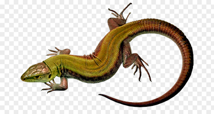 Lizard Centerblog Image Lacertids Drawing PNG