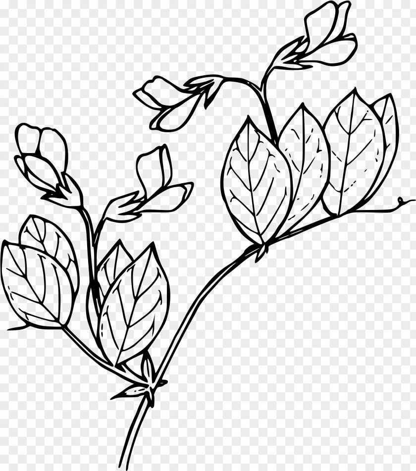 Pea Drawing Line Art Clip PNG