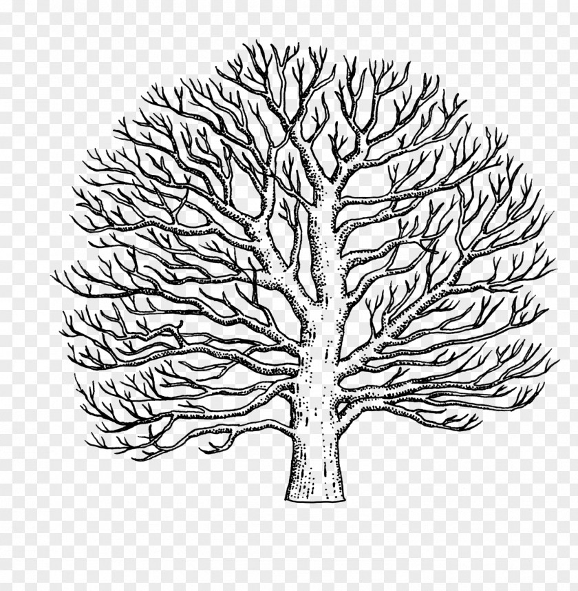 Tree Branch American Sycamore Western Line Art Drawing PNG