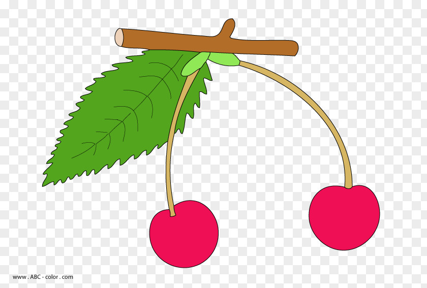 Cherry Product Design Clip Art Leaf Plant Stem PNG