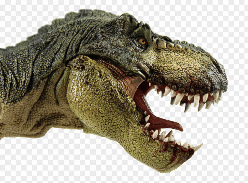 Dinosaur Tyrannosaurus Albertosaurus Pachycephalosaurus Reptile PNG