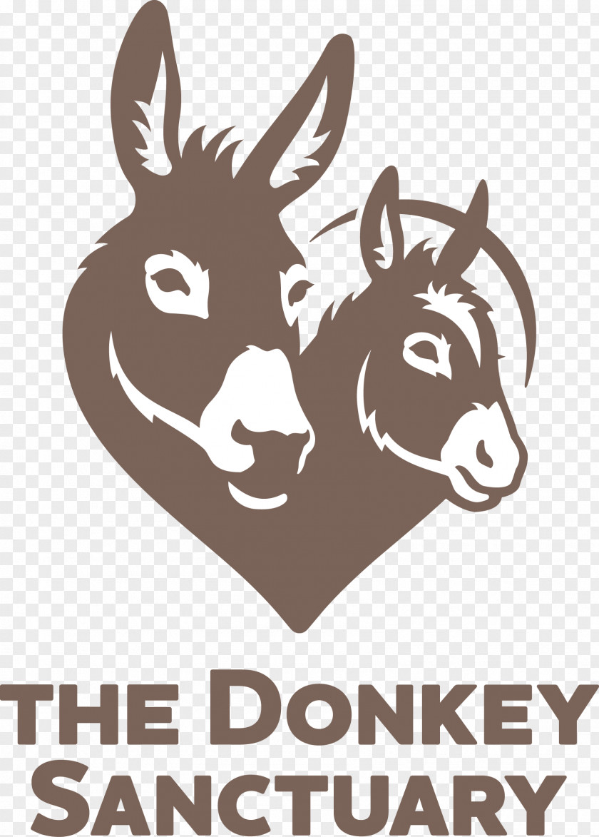 Donkey The Sanctuary Devon Horse Sidmouth Animal PNG