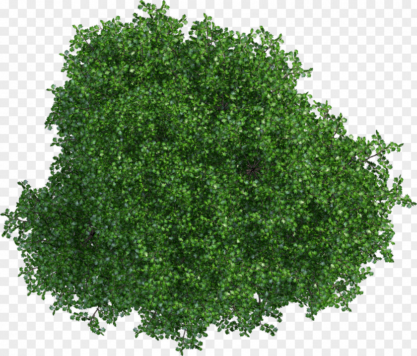 Flowering Plant Herb Oak Tree Leaf PNG