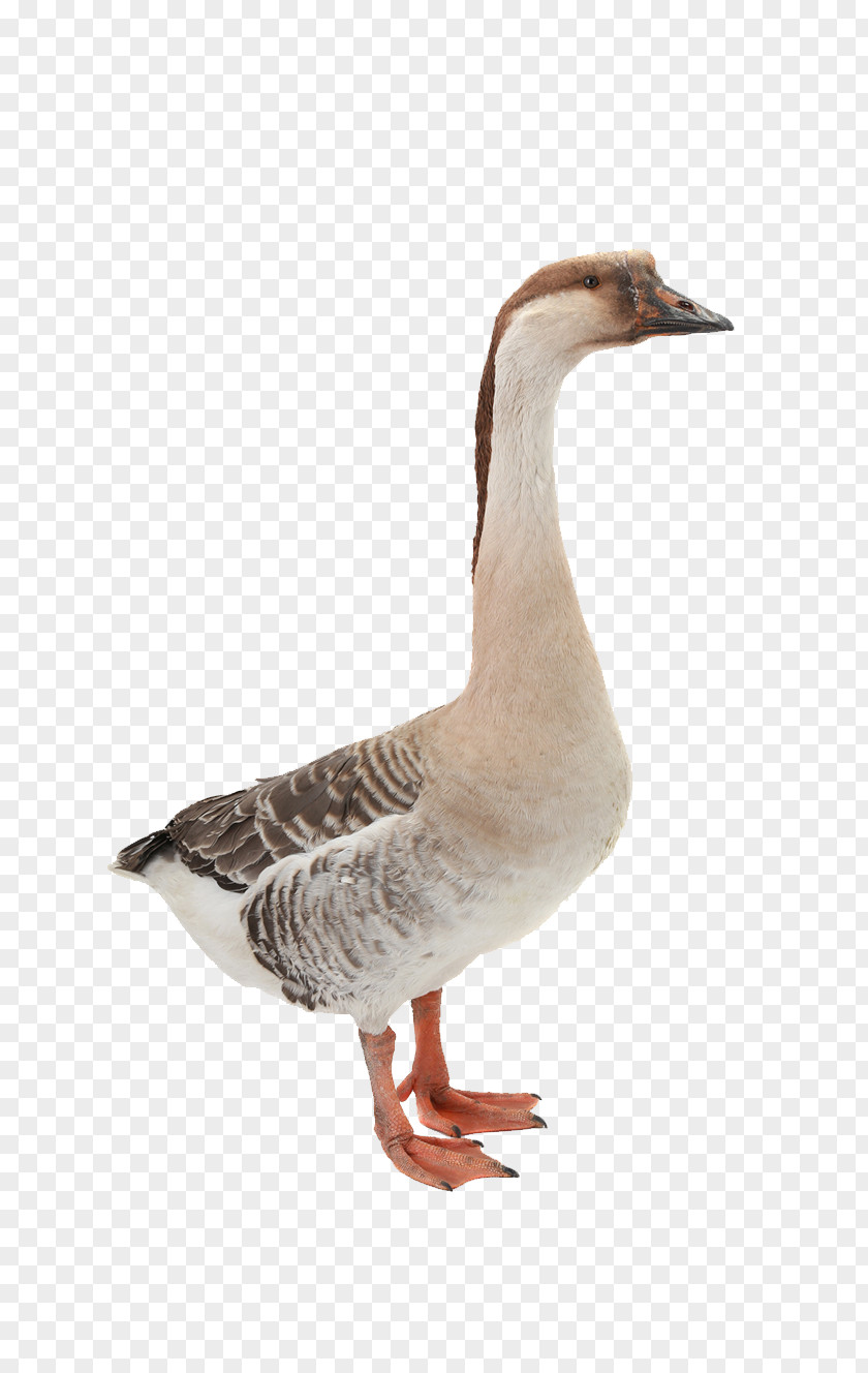 Goose Domestic Mallard Duck Bird PNG