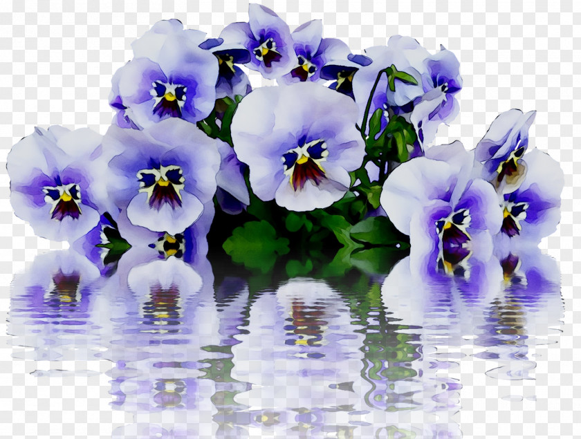 Pansy Image Stock.xchng Flower Violet PNG
