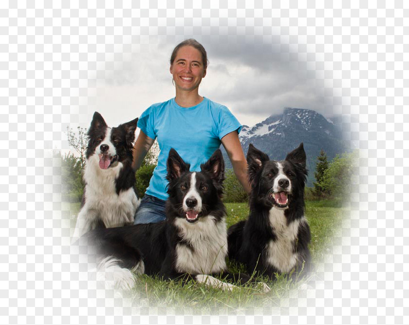 Border Msc Dog Breed Collie Alpha Dogs E.U. Karelian Bear Obedience School PNG