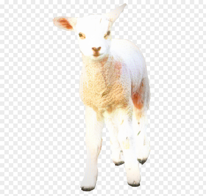 Cattle Sheep Goat Deer Fur PNG