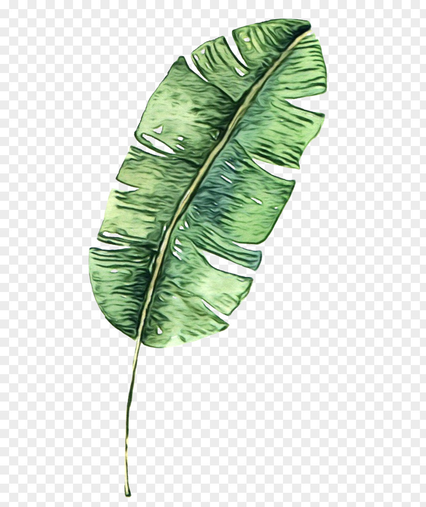 Flower Plant Stem Banana Leaf PNG