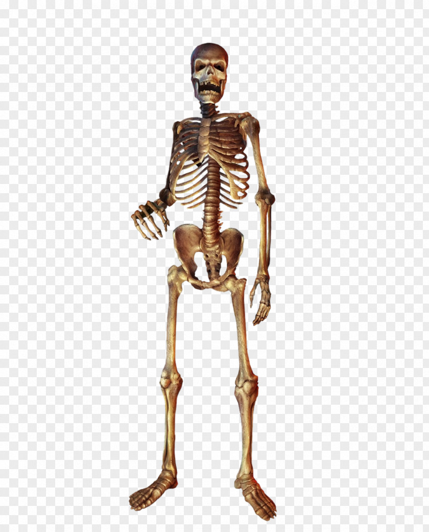 Golden Skull Homo Sapiens Human Skeleton PNG