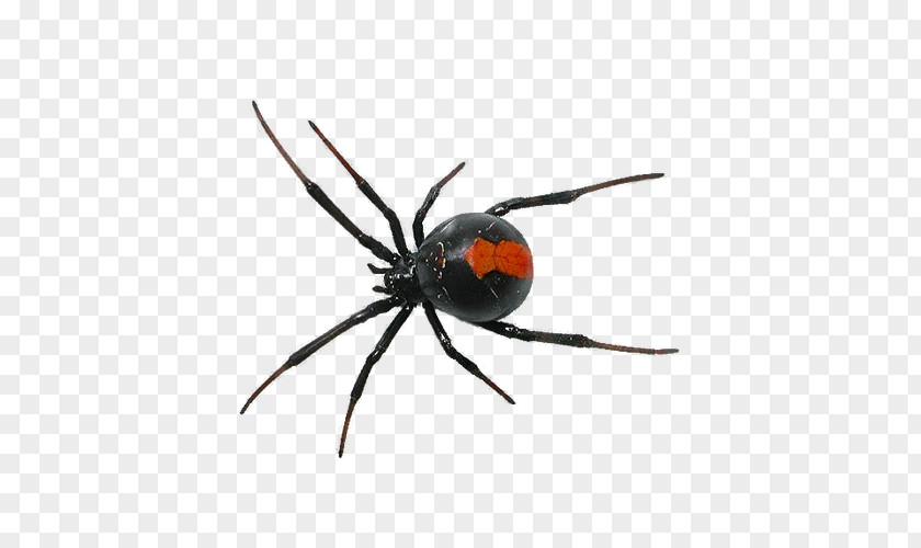 Tatu Spider Clip Art PNG