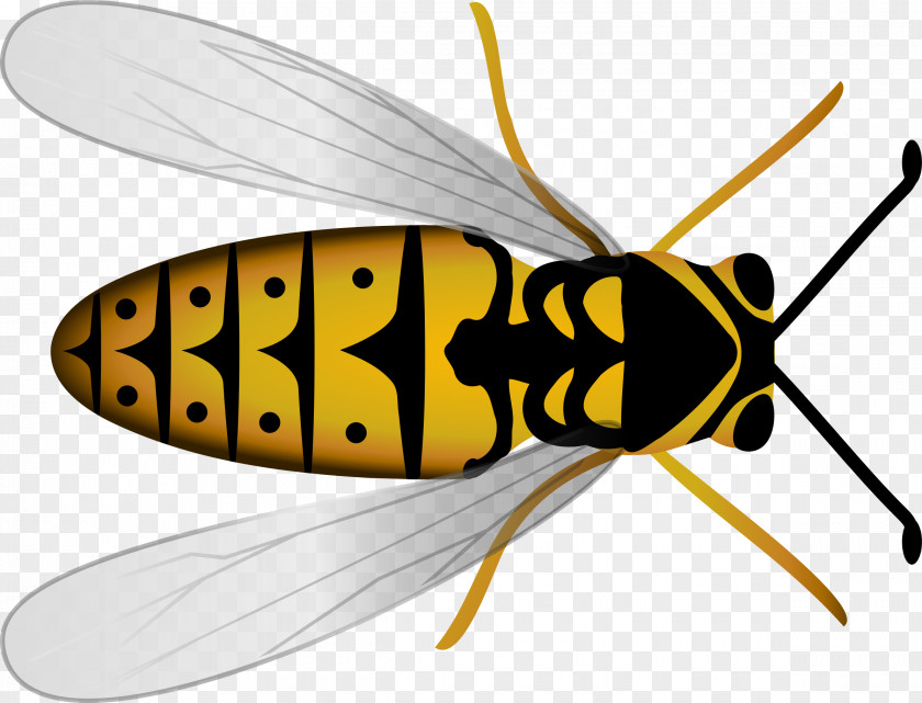Bees Honey Bee Hornet Beehive Clip Art PNG