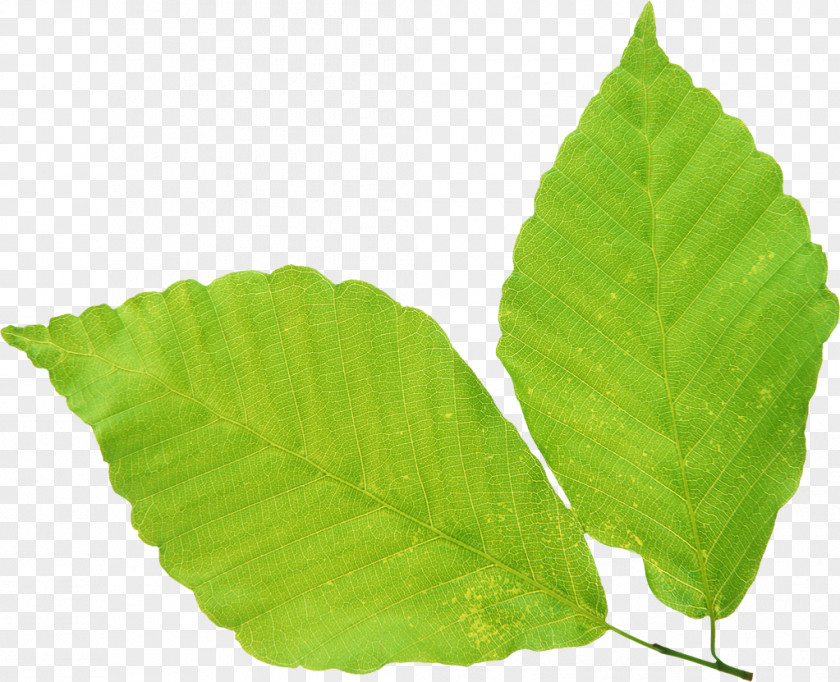 Green Falling Leaves Clip Art Leaf No Image PNG