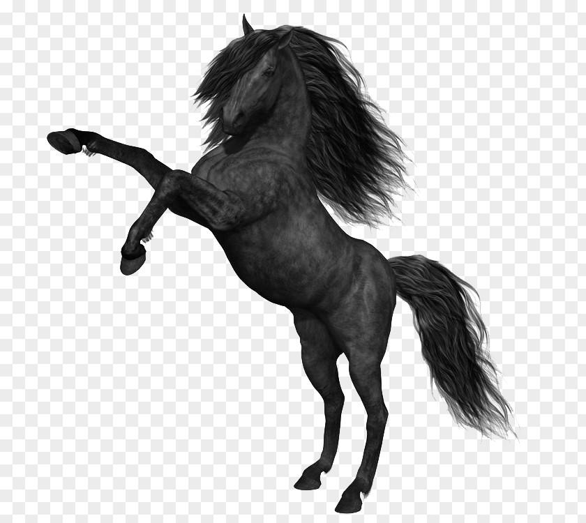 Mustang Horse Photos Black PNG