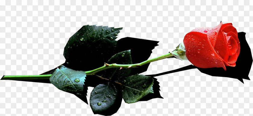Rose Garden Roses Leave The Ranks Of Superstitious And Cowardly Cut Flowers Bud PNG