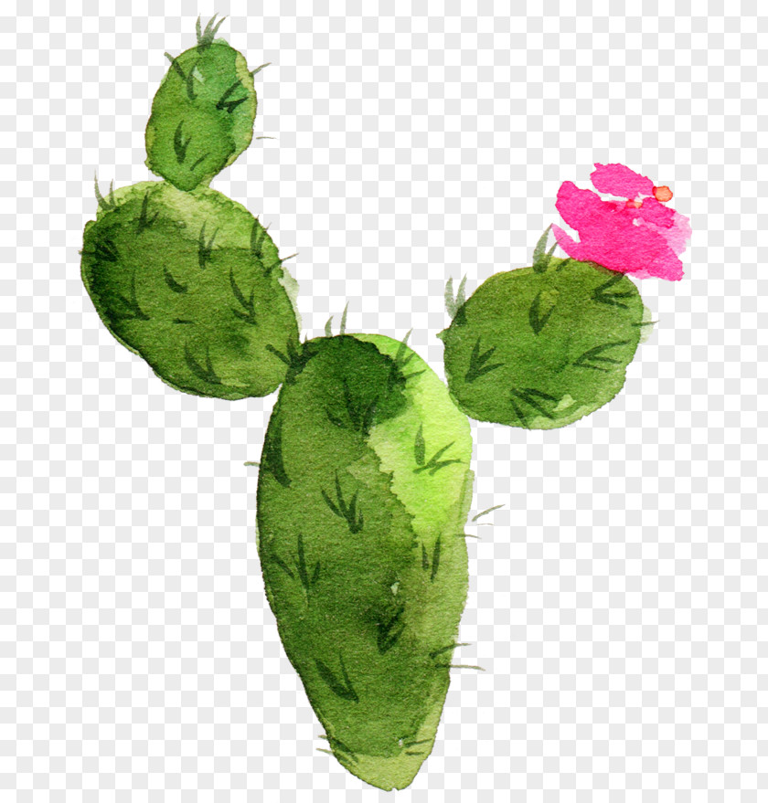 Sen Department Aesthetic Cactus Cactaceae Watercolor Painting Succulent Plant Prickly Pear PNG
