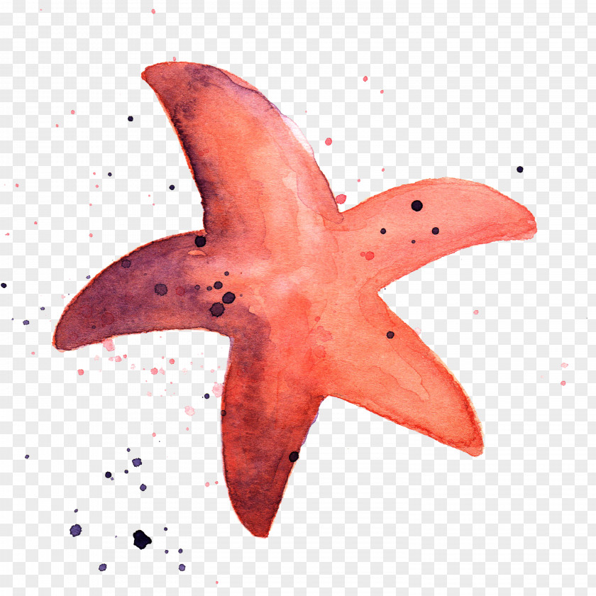 Starfish Marine Invertebrates Watercolor Painting Animal PNG