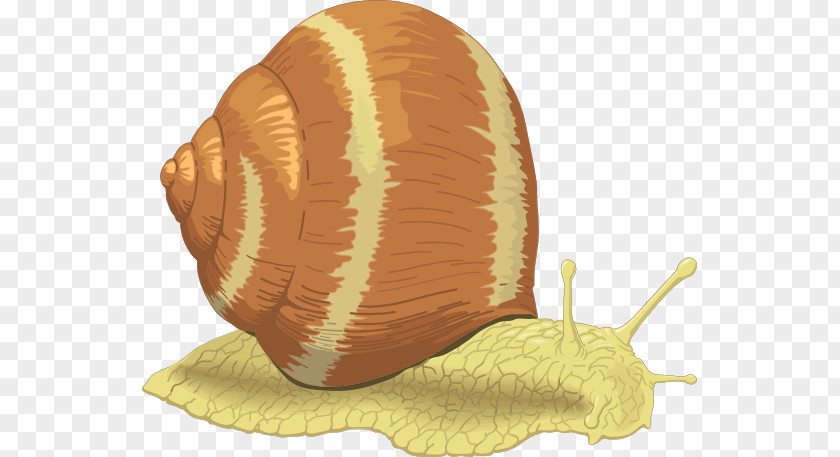 Ag Cliparts Sea Snail Clip Art PNG