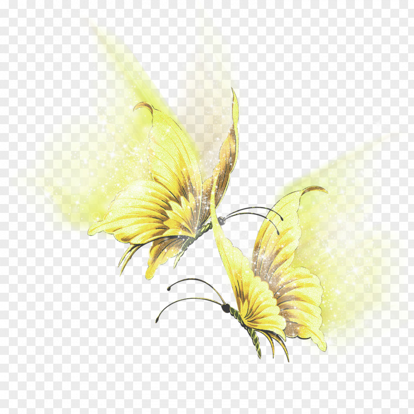 Butterfly Flügel Insect Art PNG