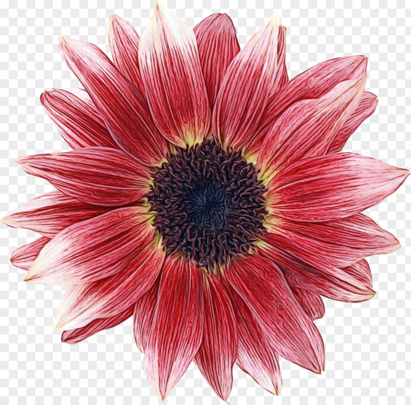 Cut Flowers Chrysanthemum Transvaal Daisy Image PNG