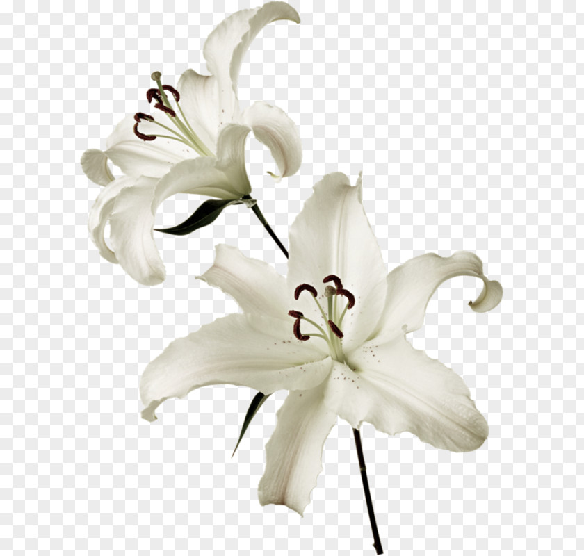 Flower Lilium White Clip Art PNG