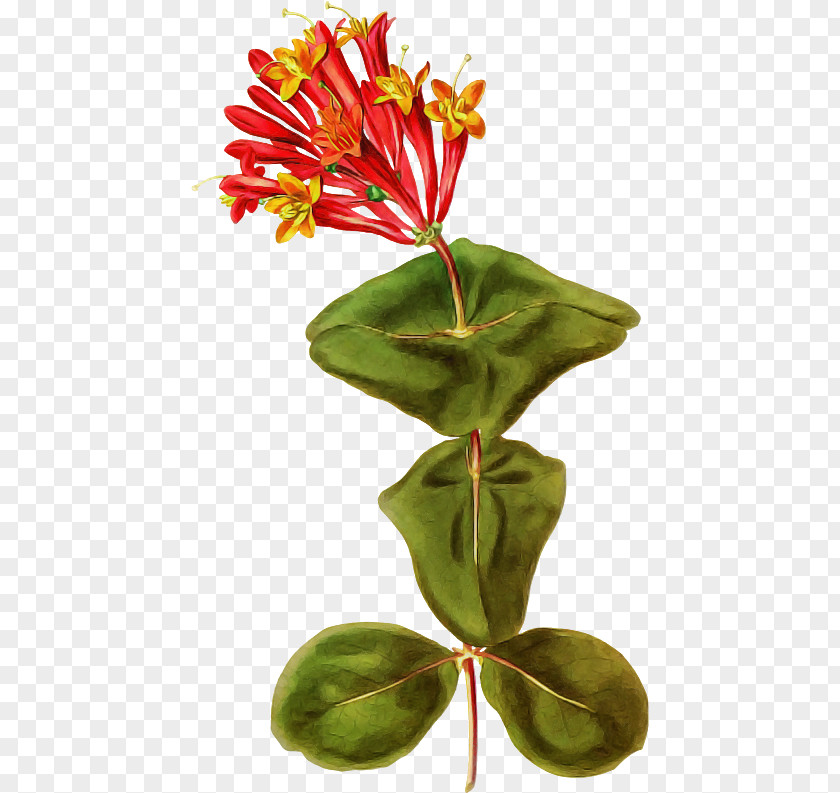 Flower Plant Leaf Houseplant Terrestrial PNG