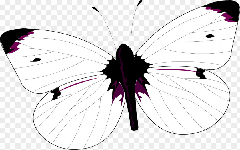 Forum Brush-footed Butterflies Graphics Illustration Symmetry Design PNG