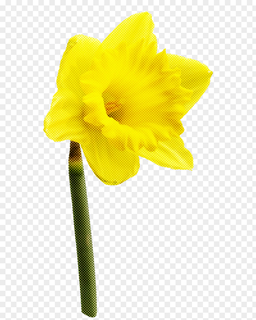 Hippeastrum Cut Flowers Yellow Flower Plant Petal Narcissus PNG