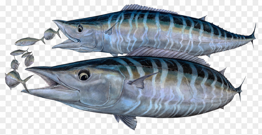 Mackerel Tuna Oily Fish 09777 Sardine PNG