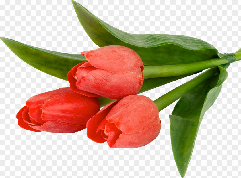 Pistachios Tulip Desktop Wallpaper Flower High-definition Television PNG