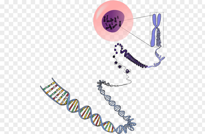 RNA Chromosome Genetics DNA PNG