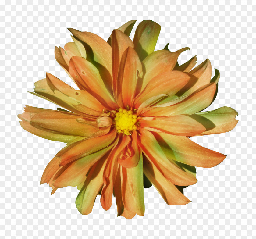 Autumn Flowers PNG