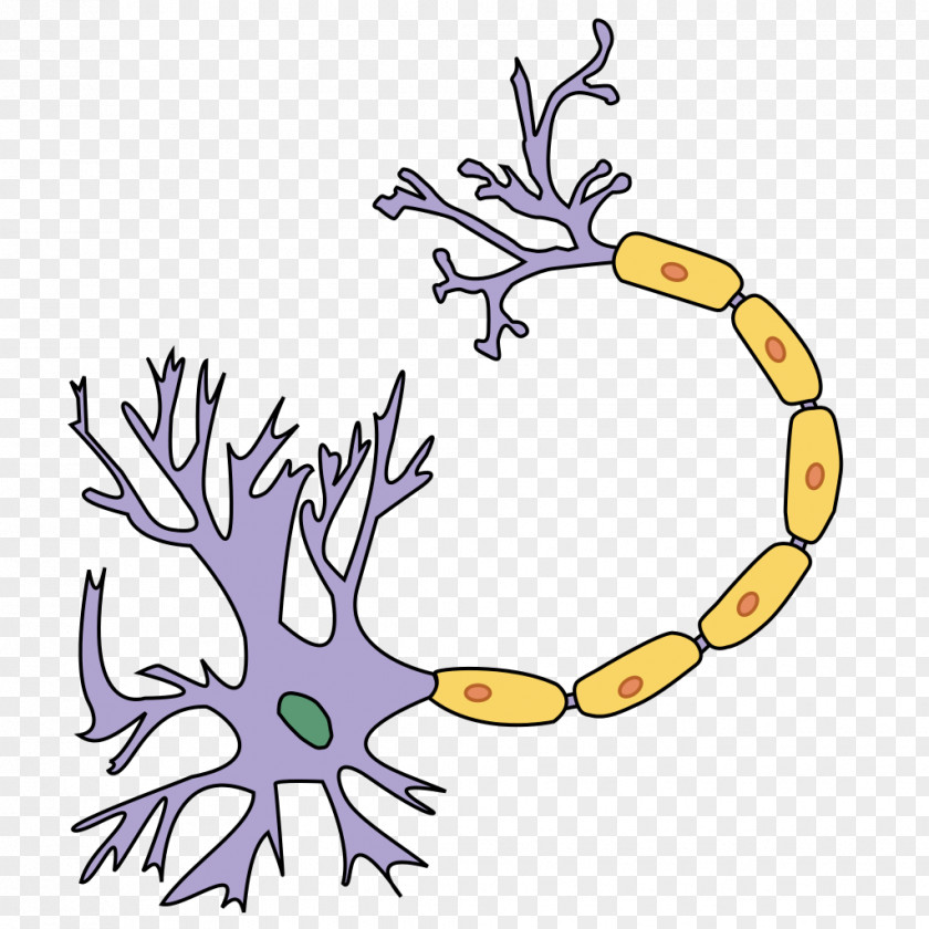Brain Axon Terminal Neuron Dendrite Nervous System PNG
