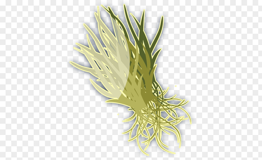 Coral Thalassia Testudinum Seagrass Pasto Marino Benthos PNG