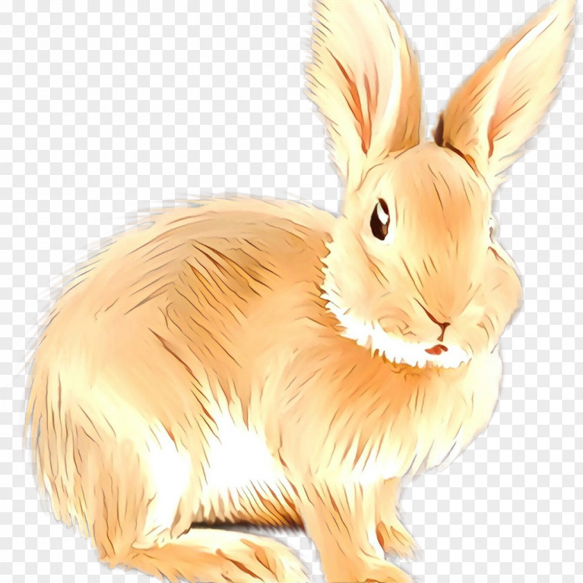 Domestic Rabbit Hare Whiskers Fauna PNG