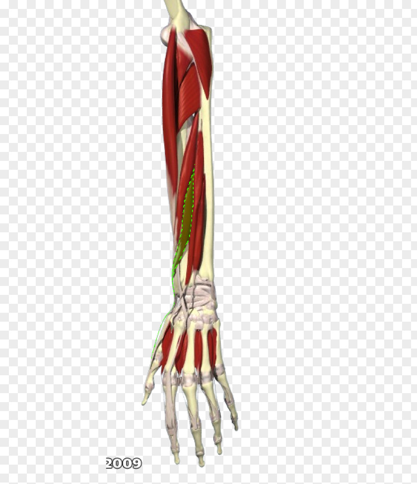 Hand Extensor Pollicis Brevis Muscle Forearm Flexor Longus PNG