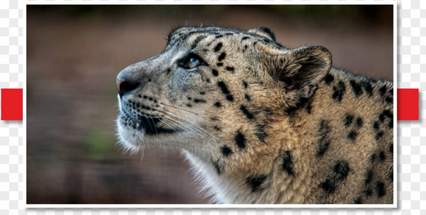 New Silk Road Snow Leopard Whiskers Animal Wildlife PNG