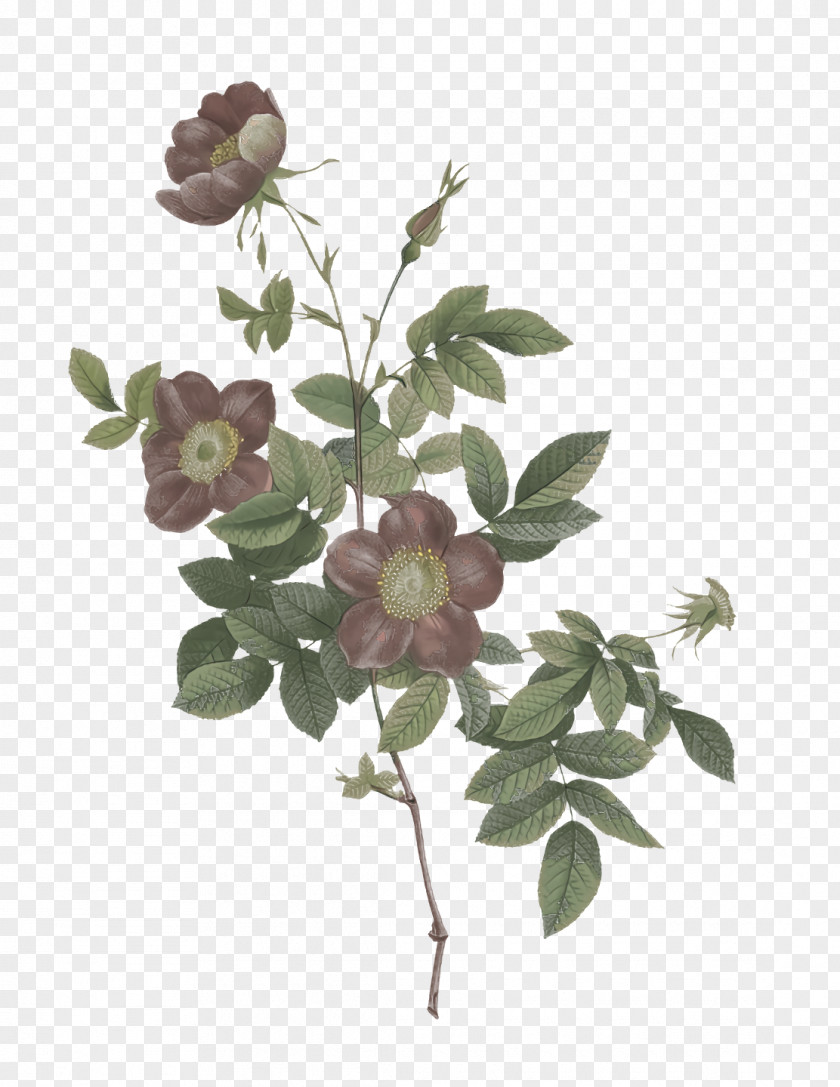 Rose PNG