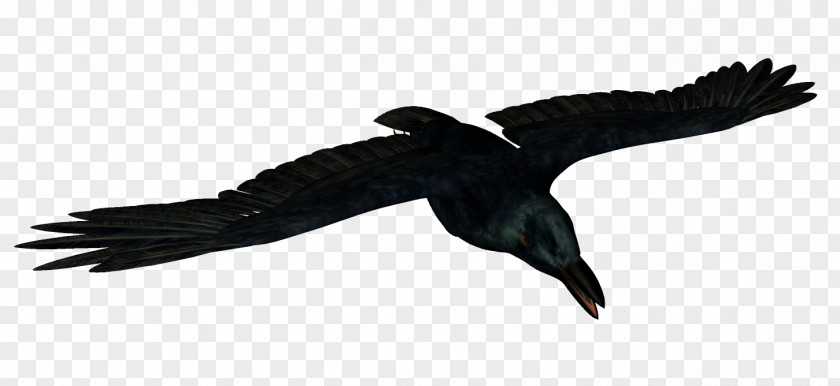 Crow Bird Common Raven Animal Icon PNG