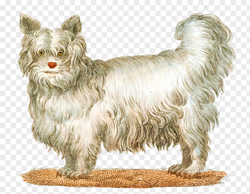 Dog Glen Of Imaal Terrier Norwich Cairn Norfolk Bolonka PNG