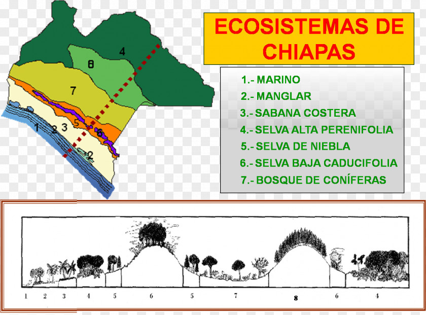 Seaside Ecosystem Chiapas Biome Conservation Biology PNG