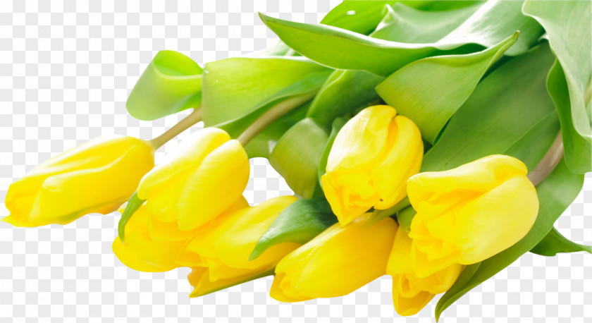 Tulip Flower Bouquet Stock Photography Yellow PNG