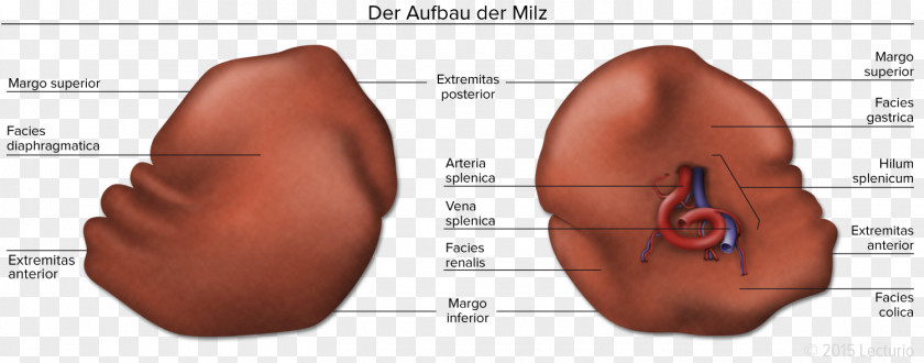 Visceral Spleen Human Anatomy Body Abdomen PNG