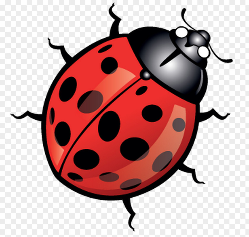 Beetle Ladybird Clip Art PNG