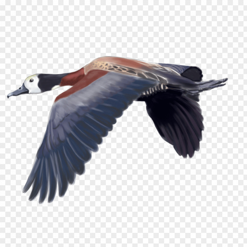 Duck White-faced Whistling Bird Waterfowl Hunting PNG